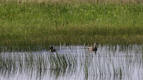 Canvasback Ducks splash and feed at Arapaho National Wildlife Refuge in Colorado Stock Footage 199984041