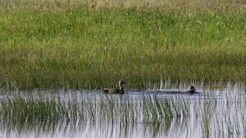 Canvasback Ducks splash and feed at Arapaho National Wildlife Refuge in Colorado Stock Footage 199986226