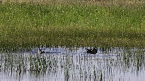 Canvasback Ducks splash and feed at Arapaho National Wildlife Refuge in Colorado Stock Footage 199995037