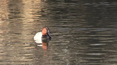 Canvasback Vídeos de archivo 33908281