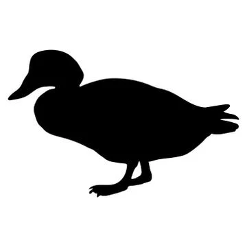 Canvasback Stock Illustration