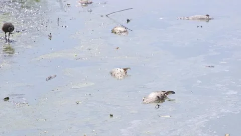 Canvey Island lake Stock Footage 341825383