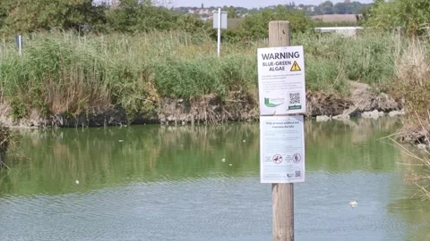 Canvey Island lake Stock Footage 341826660