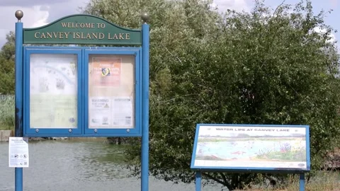 Canvey Island lake green algae Stock Footage 341516997