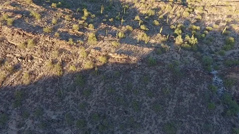 Canyon Cactus view Stockbeeldmateriaal 70790678