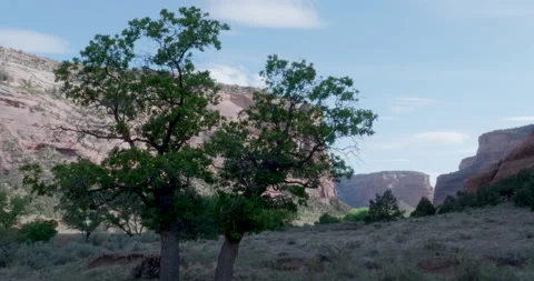 Canyon de chelly tree Stock Footage 164705682