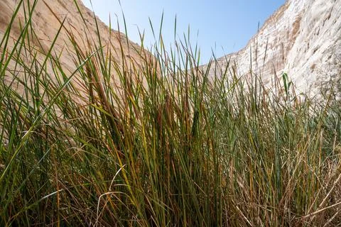 The canyon Ein Avdat is formed by the Qing River. Israel. Picturesque waterfa Stock Photos
