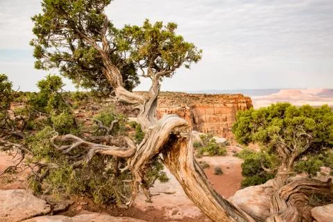 Canyon Juniper Stock Photos