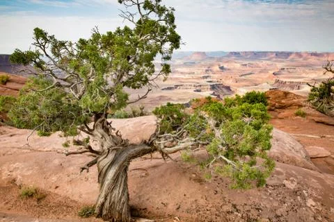 Canyon Juniper Stock Photos