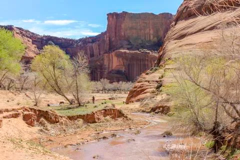 Canyon Stock Photos