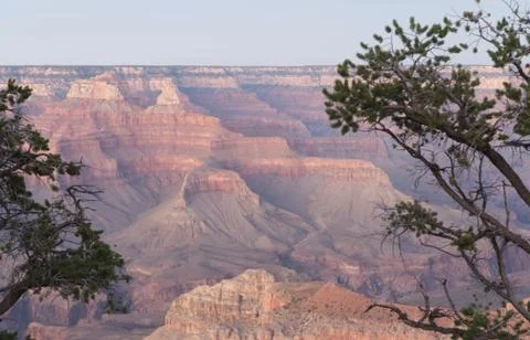 Canyon through trees Stock-Fotos