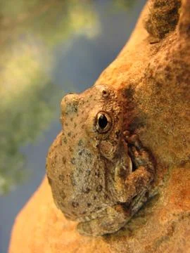 Canyon tree frog Stock Photos