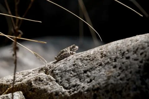 Canyon Tree Frog Stock Photos