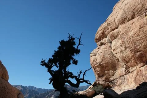 Canyon tree silhouette Stock Photos