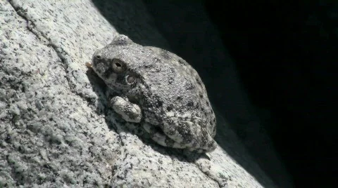 Canyon Treefrog Camouflage Stock Footage