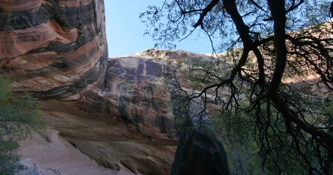 Canyon of Utah with Old Tree Panning to Alcove Up and Caves Stock Footage 48785565