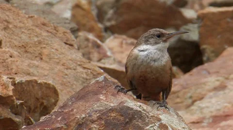 Canyon Wren 1. Stock Footage 8508565