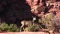 Canyonlands 13 Deer Footage
