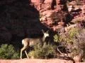 Canyonlands 13 Deer Web Footage