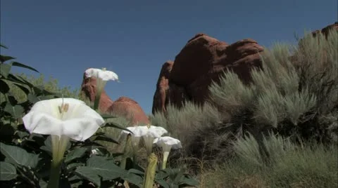 Canyonlands15 Stock Footage 22636184