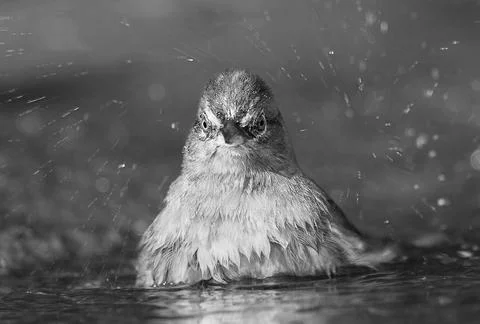 Canyons towhee cooling in a puddle Stock Photos