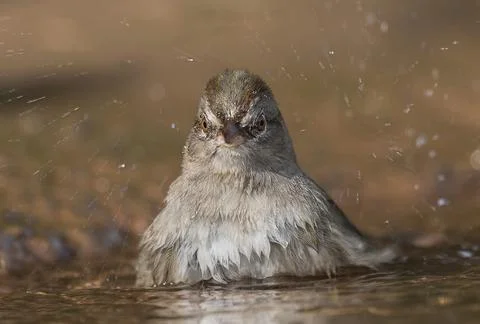 Canyons towhee taking a Bath Stock Photos