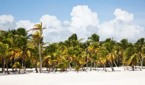Cap cana beach scape 스톡 사진