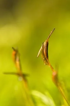 Cap moss Stock Photos