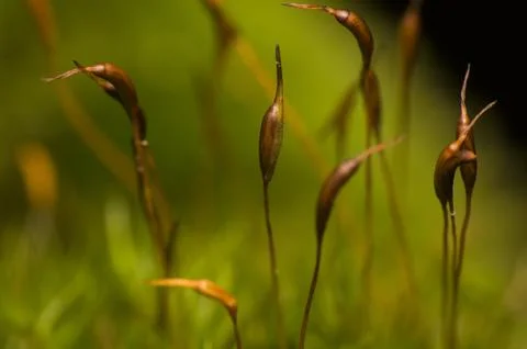 Cap moss Stock Photos