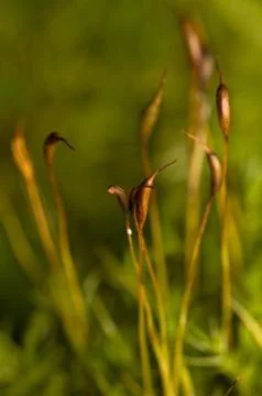 Cap moss Stock Photos