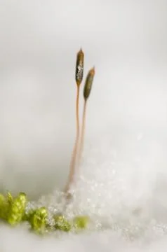 Cap moss in the snow Stock Photos