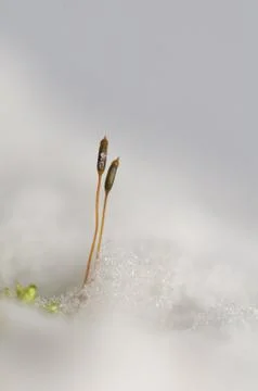 Cap moss in the snow Stock Photos