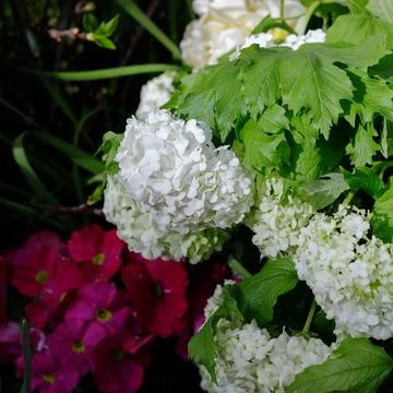 A cap of a white hydrangea inflorescence in an open garden, against a backgro Stock Photos