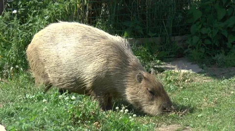 Capaybara eat some grass Stock Footage 67586289