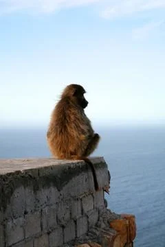 Cape baboon Stock Photos