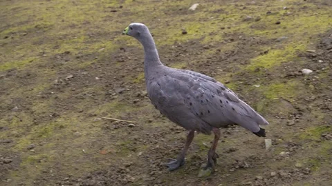 A  Cape Barren goose  Stock Footage 274581152