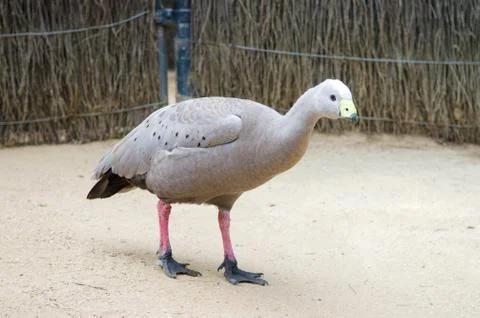 Cape Barren goose Stock Photos
