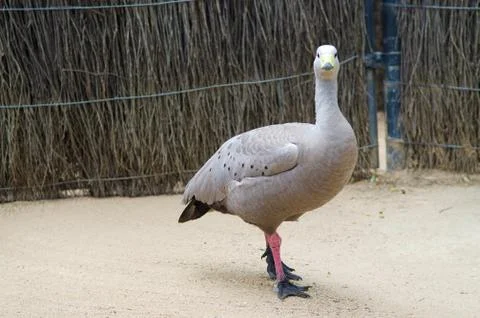 Cape Barren goose Stock Photos