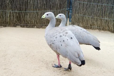 Cape Barren goose Foto stock