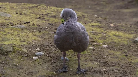 A Cape Barren goose standing Stock Footage 274573995