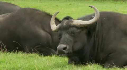 Cape buffalo 1 Stock Footage 12516383