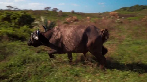 Cape Buffalo 1 Stock Footage 121177180