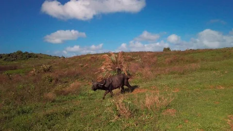 Cape Buffalo 2 Stock Footage 121177178