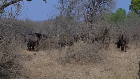 Cape buffalo, also known as African buffalo, South Africa Stock-Footage 317564880