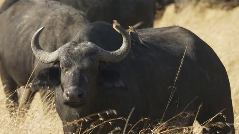 Cape buffalo and two oxpecker in masai mara Video stock 69810299