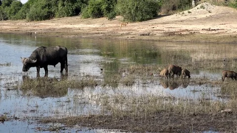 Cape Buffalo And Warthogs Feeding In Africa 02 Stock Footage 83186226