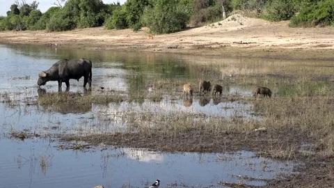 Cape Buffalo And Warthogs Feeding In Africa 01 Video stock 83186493