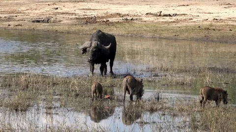 Cape Buffalo And Warthogs Feeding In Africa 03 Stock Footage 83189729