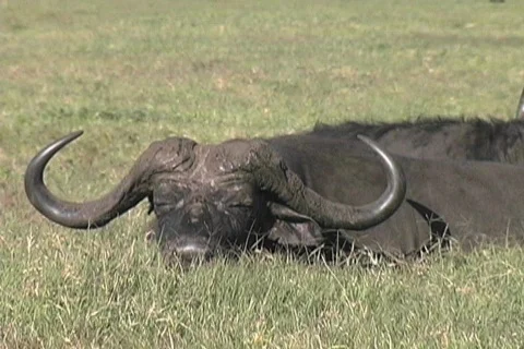 Cape Buffalo asleep Stock Footage 572633