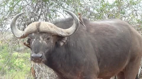 Cape Buffalo with Birds Stock Footage 10980878